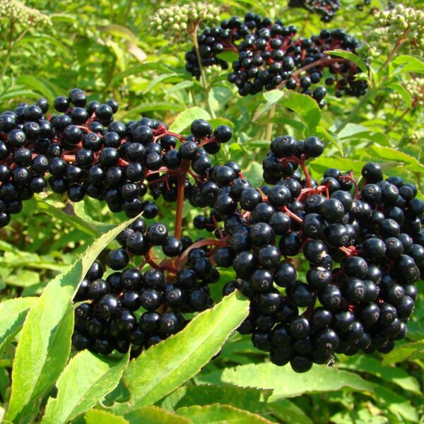 Elderberry