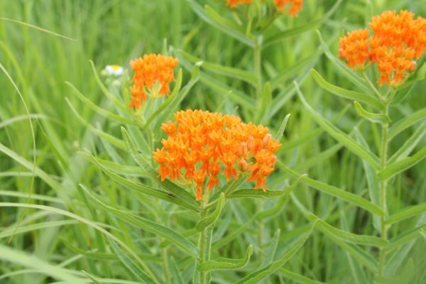 Native Plant Kit - Pollinator Habitat