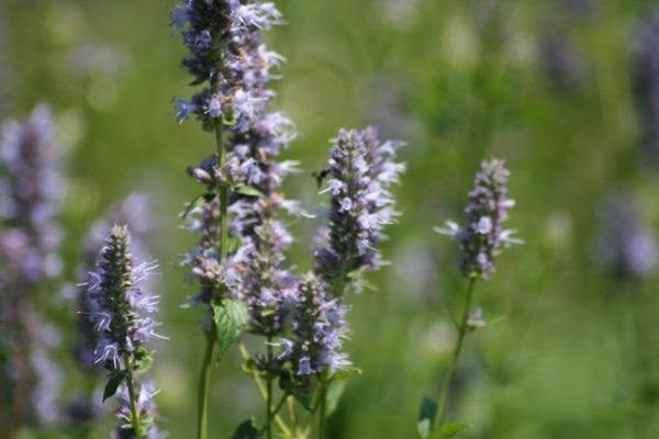 Native Plant Kit - Woodland Shade