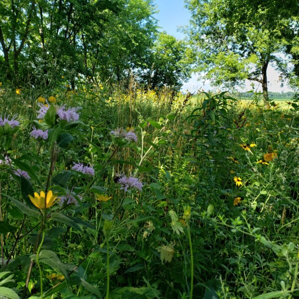 Seed Mix- Septic Mound