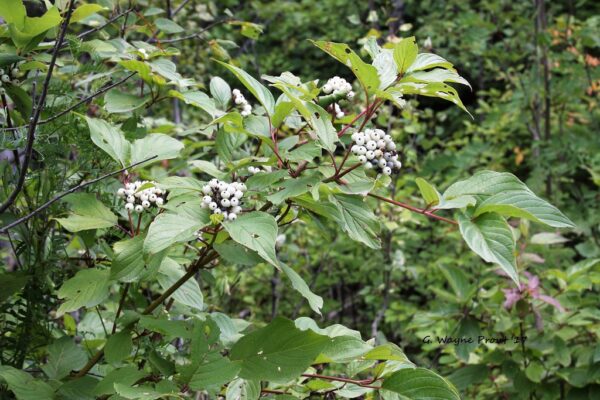 Dogwood, Redosier