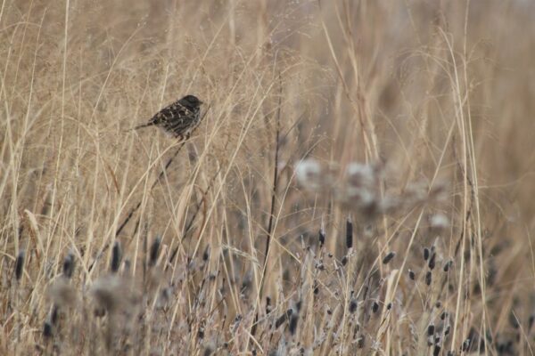 Seed Mix- Songbird